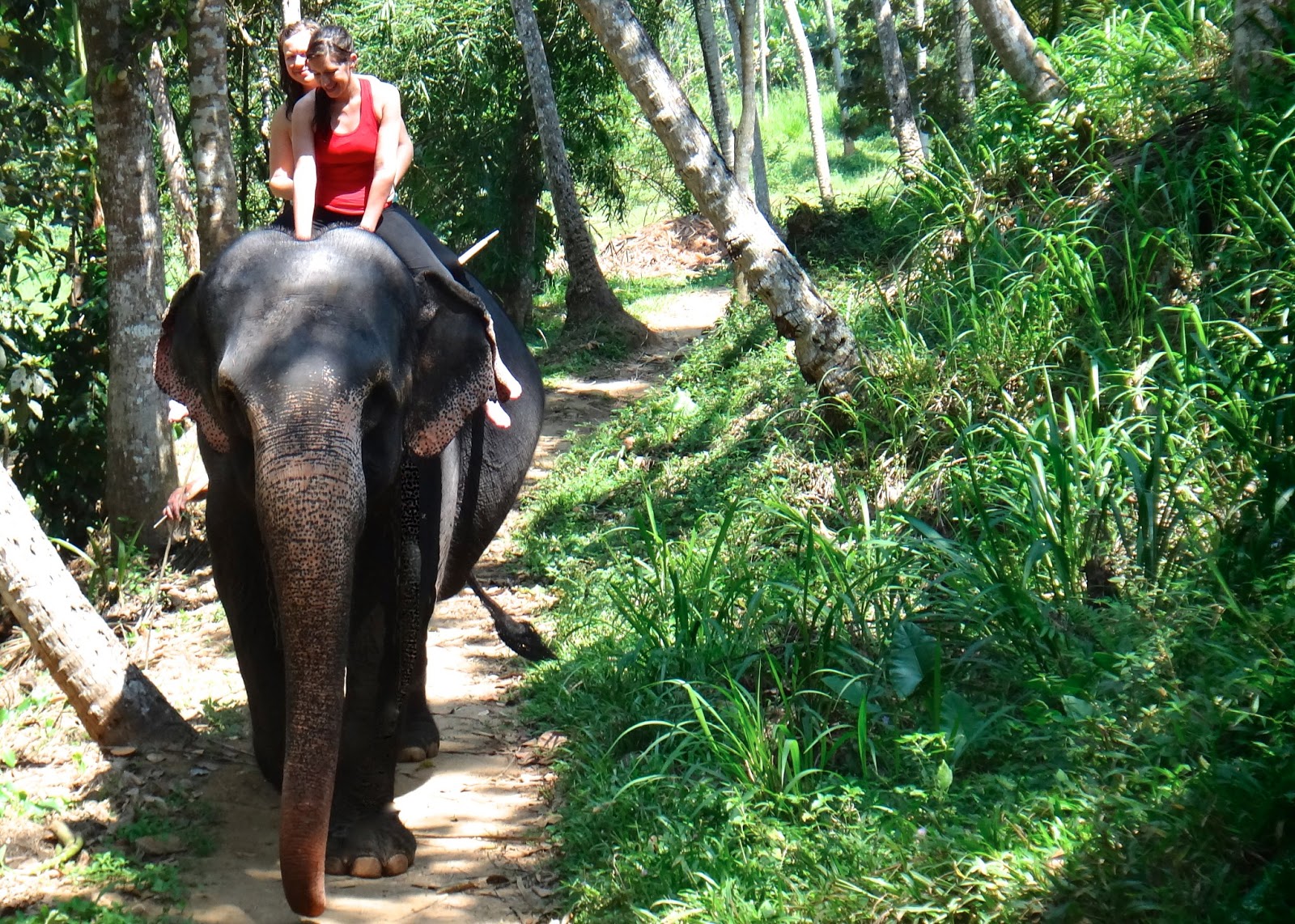 MILLENNIUM ELEPHANT FOUNDATION IN PINNAWALA